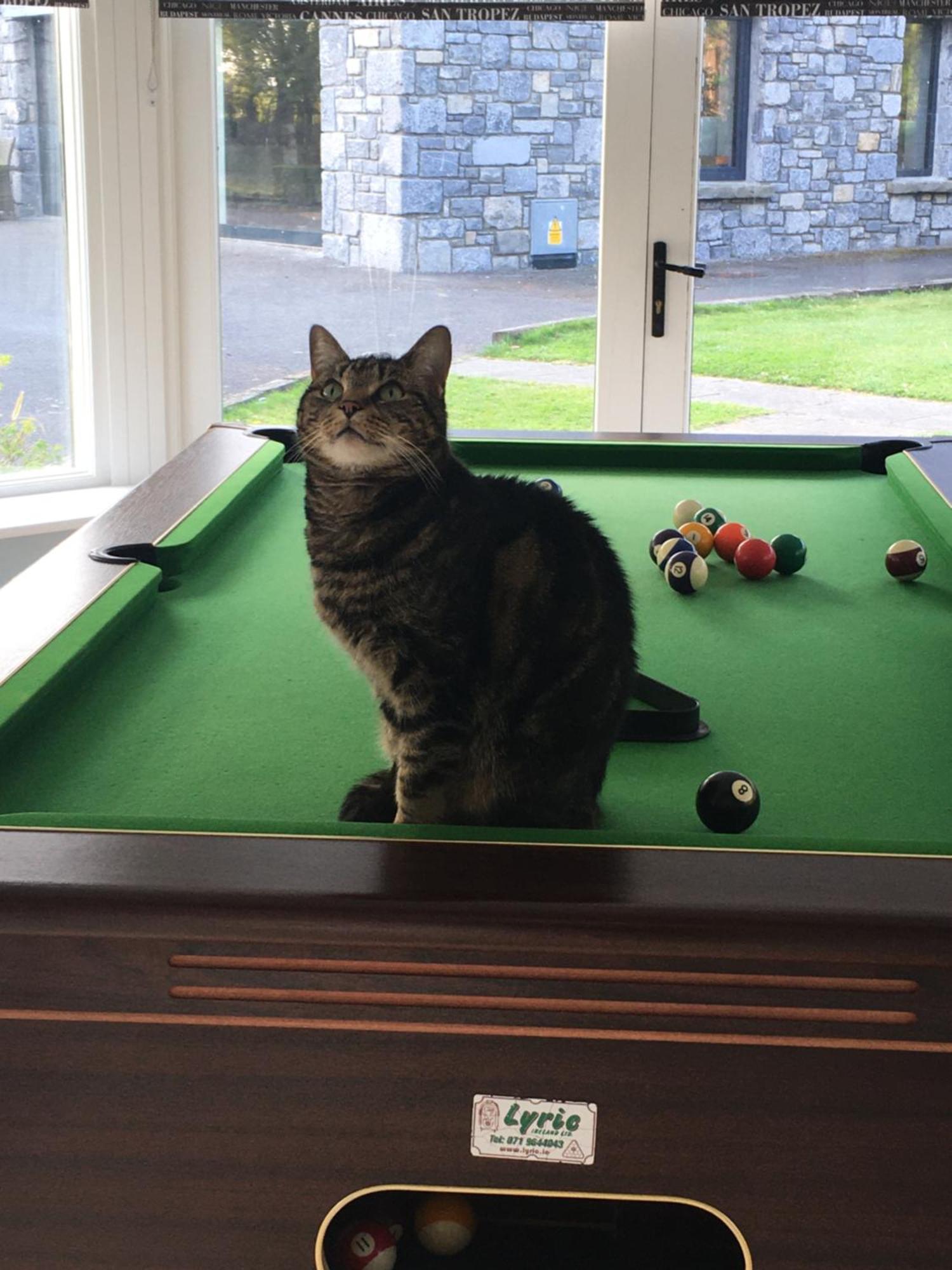 Castledale Bed & Breakfast Sligo Eksteriør bilde
